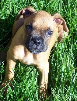 Rocky sitting in the grass