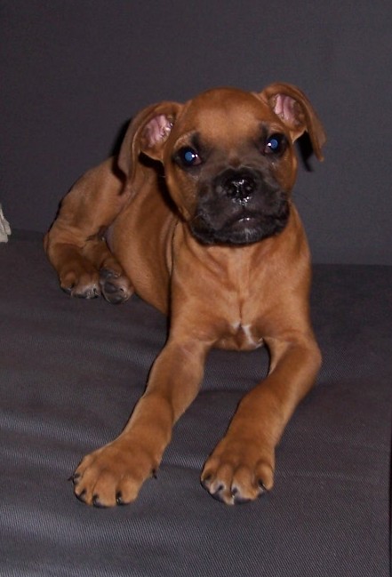Rocky sitting on the couch