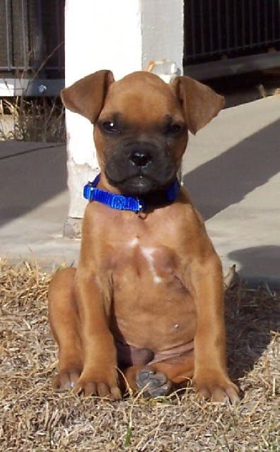 Rocky Sitting Pretty