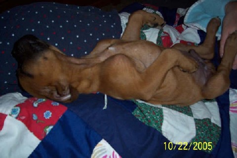 Rocky sleeping on his back