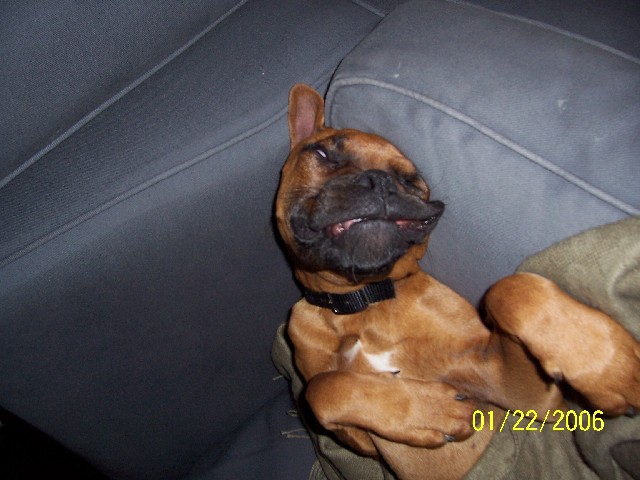 Rocky sleeping on the couch