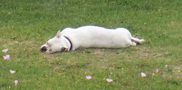 Rocky Snoozing