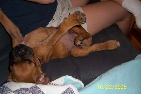 Rocky stretching after a nap