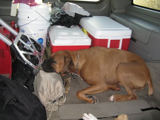 Rocky taking a nap on the way to go fishing...