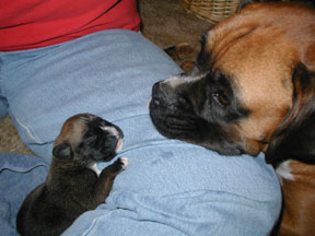Rocky & Tonka