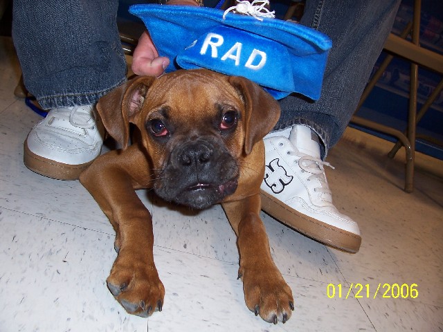 Rocky - top grad in puppy class