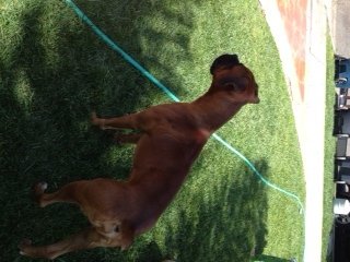 Rocky wants to play