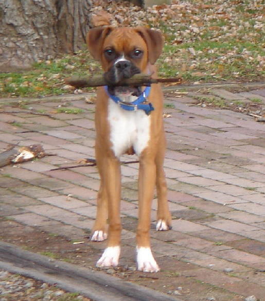 Rocky with a stick.