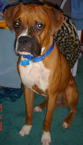 Rocky with a 'tude