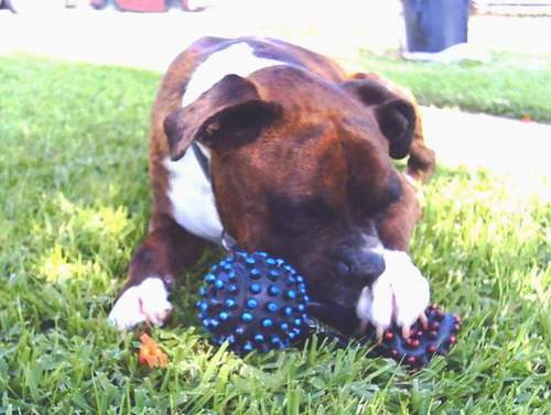Rocky with his favorite toy