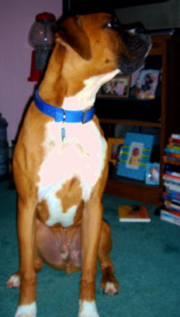 Rocky wondering what he can steal from my dresser