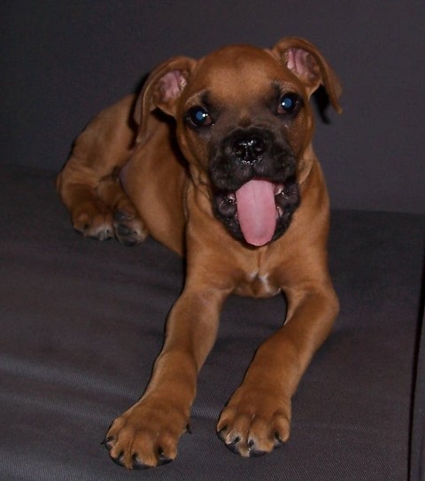 Rocky yawning