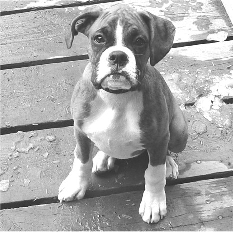 Rocky