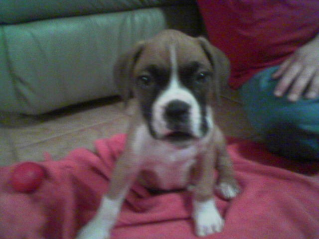 Rocky!
