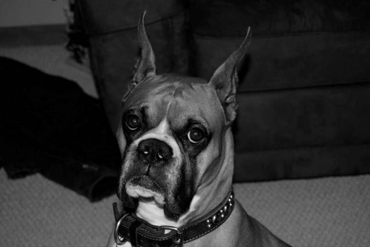 Rocky