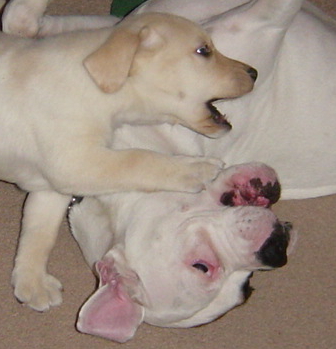 Rocky_039_2_