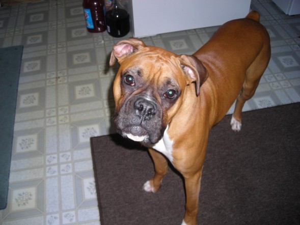 rocky_4
