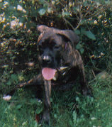 Rocky_5_mos_3_edited