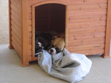 Rocky_and_Duke_in_one_house