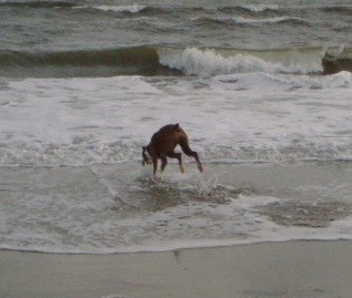 Rocky_Beach_3
