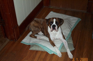 rocky_big