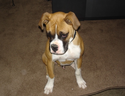 rocky_in_the_living_room