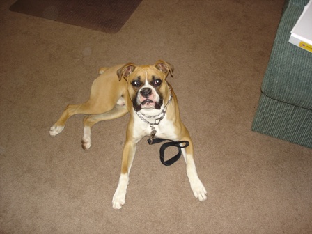 Rocky_posing