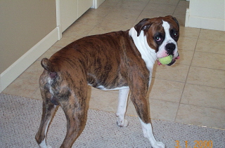 rocky_s_ball