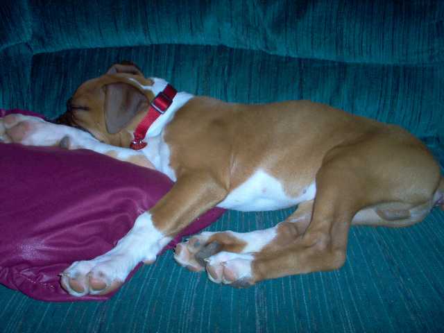 Rocky_Sleeping