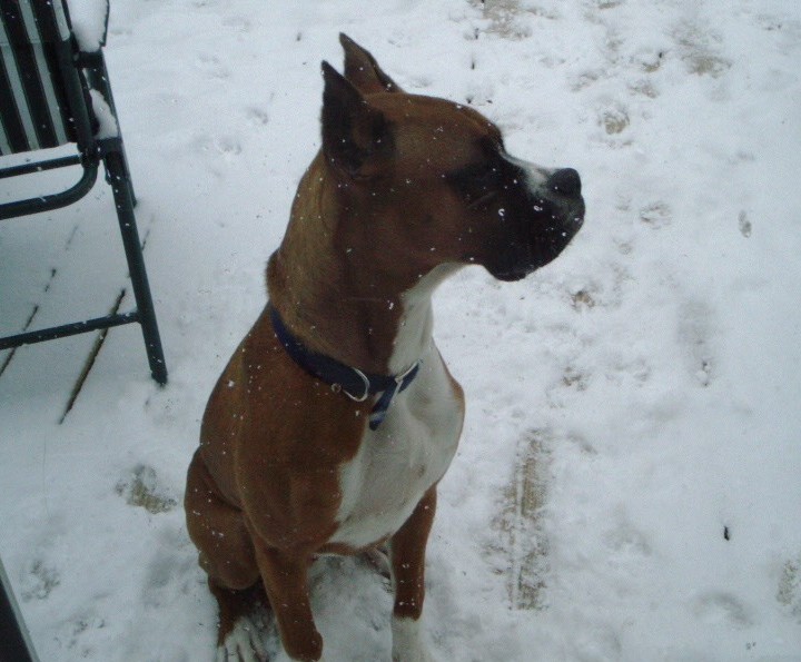 Rocky_Snow_3