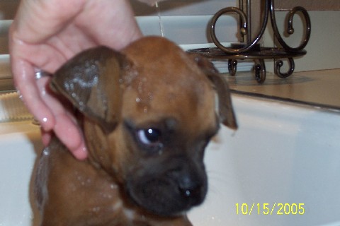 Rocky's 1st Bath