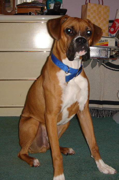 Rocky's 8 month photo