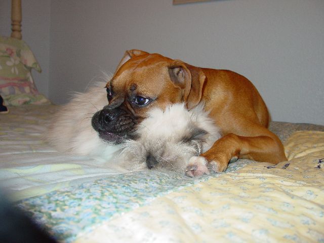 Rockys Best Friend/pillow