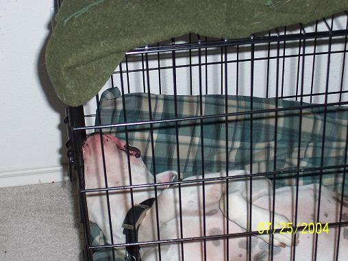 Rocky's Crate - Upside Down