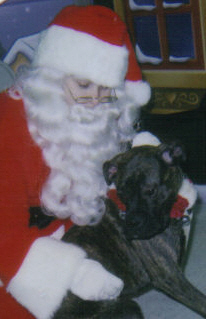 Rocky's first Christmas photo
