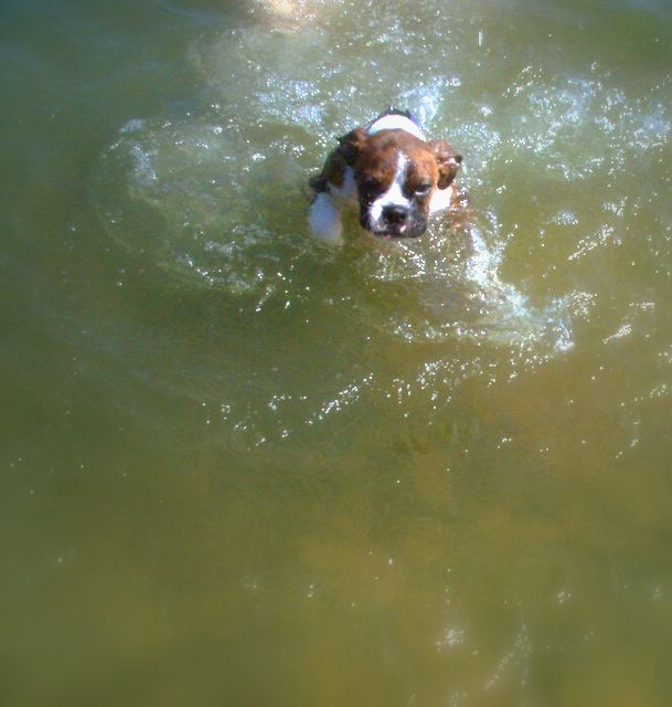 Rocky's first swim lesson