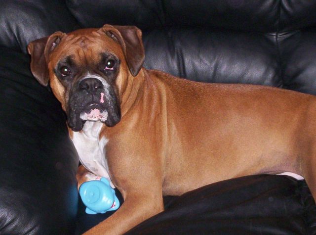 Rocky's Picture