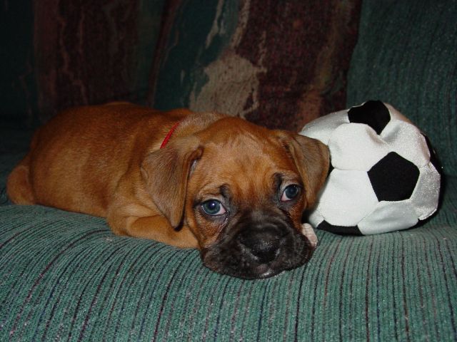 Rocky's Soccer Break
