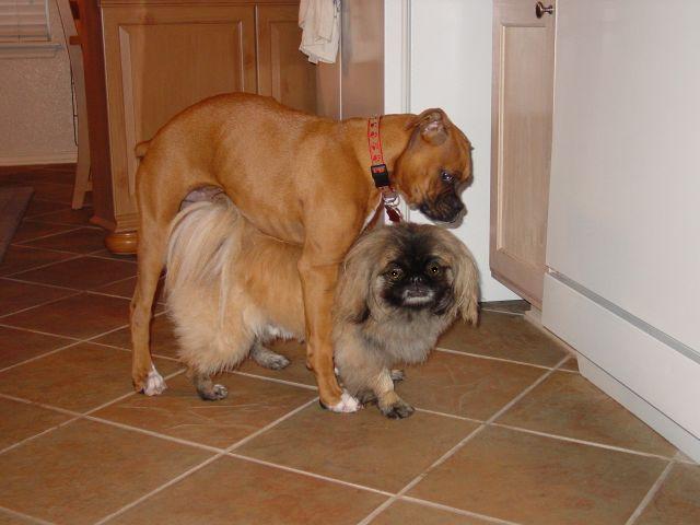 Rockys taking care of buddy Bandit