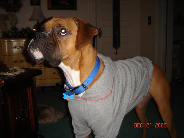Rocky's X-mas present
