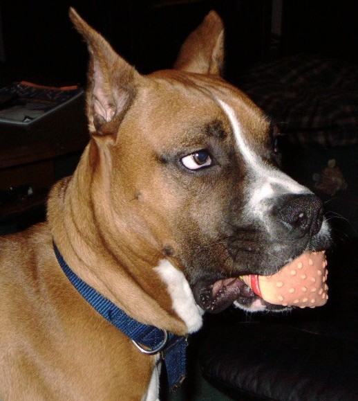 RockyToy
