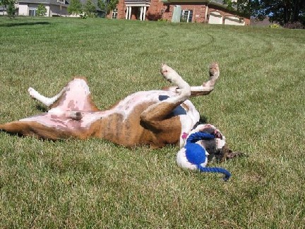 Rolling with toy - feels good