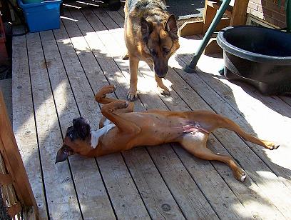 Rollover Beethoven