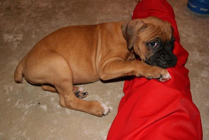 Roman! 7 weeks old!
