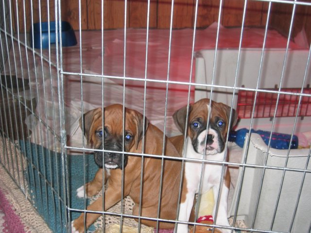 Roman & Bro