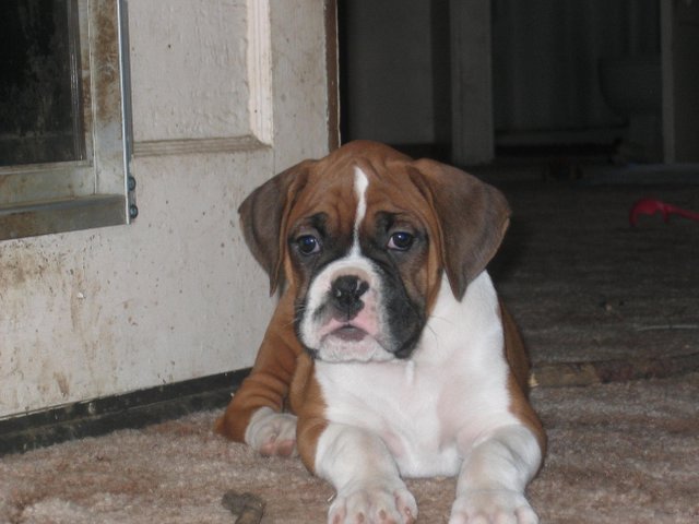Roman1