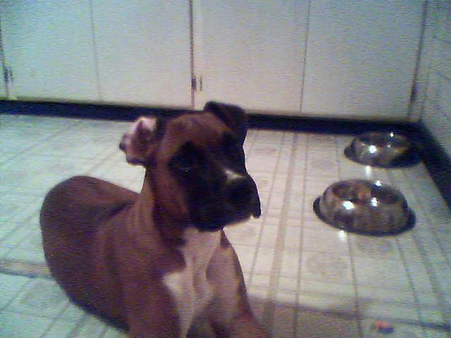 Roman's Floppy Ears