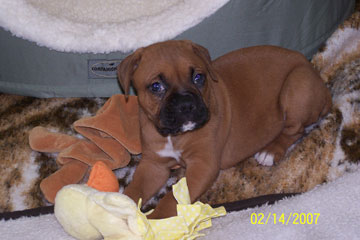 Romeo- 1st day Home