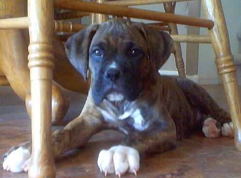 Romeo 7 weeks