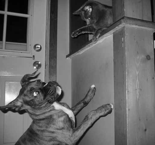 Romeo and Graycliff